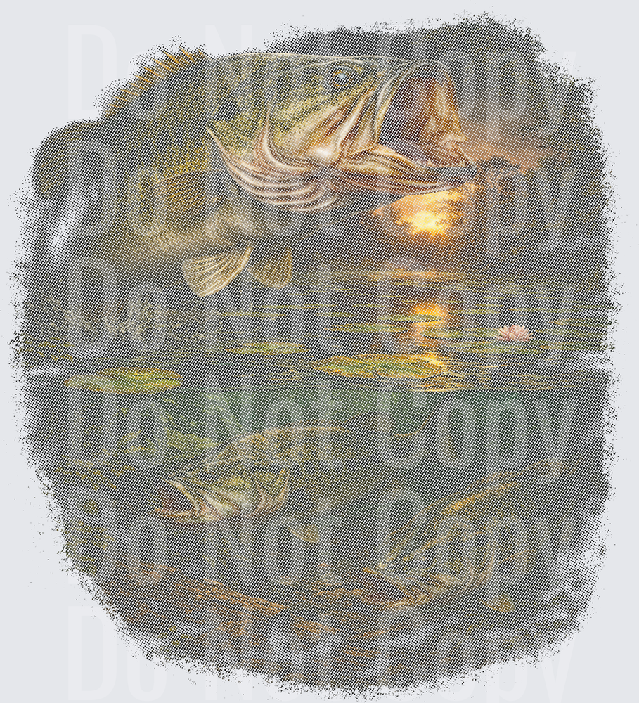 Fish Halftone Design - DTF